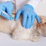 Understanding Pet Vaccinations: Essential Insights for Pet Owners