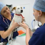 Vets ordered to publish price lists to stop bill shocks for pet owners