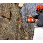 Tree Surgeons Essex