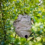 Pest Control Chorleywood