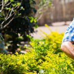 Tree Surgeons Brentwood